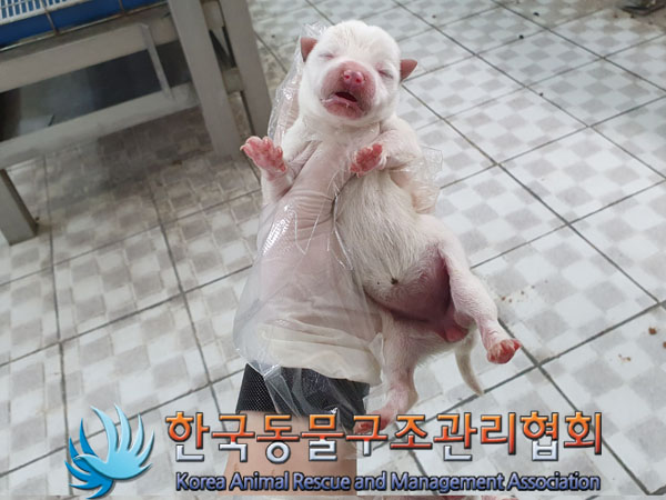한국동물구조관리협회_411310202300204